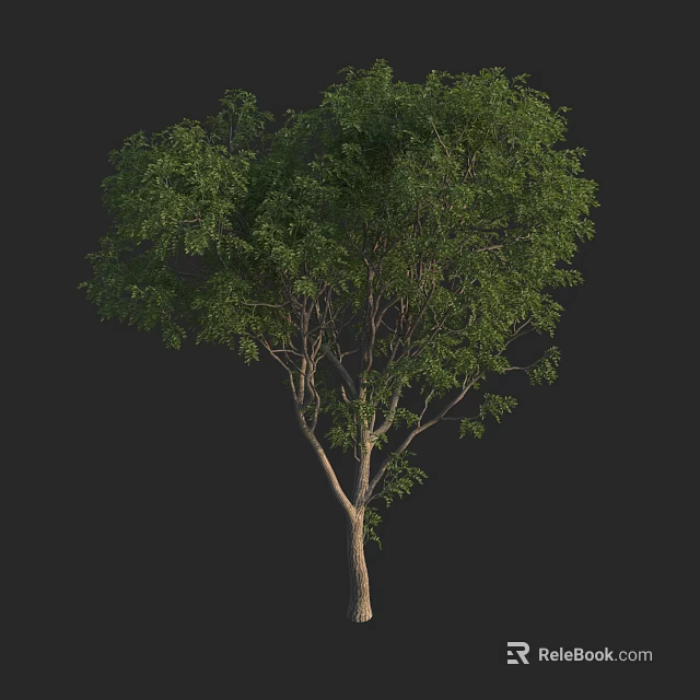 Tall Arbor With Lush Green Foliage And Sturdy Trunk On Black Backdrop 3d model 