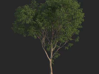 Tall Arbor With Lush Green Foliage And Sturdy Trunk On Black Backdrop 3d model