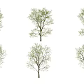 Multiple Vibrant Green Trees With Lush Leaves And Brown Trunks In Outdoor Space