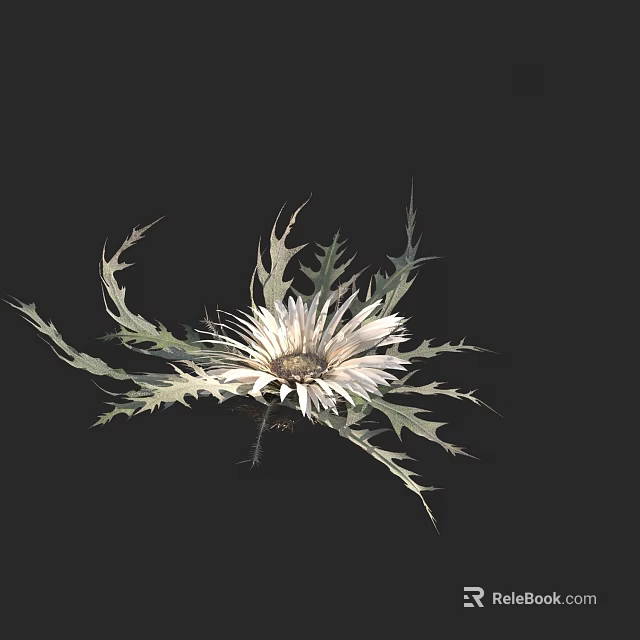 Elegant White Flower With Sharp Spiky Leaves On Black Background 3d model