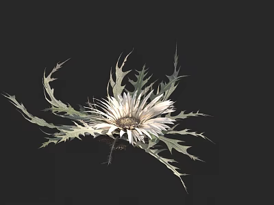 Elegant White Flower With Sharp Spiky Leaves On Black Background 3d model