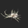 Elegant White Flower With Sharp Spiky Leaves On Black Background 3d model