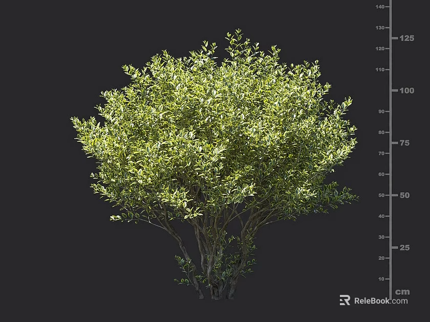 Lush Green Shrub Plant With Dense Foliage And Height Measurement Up To 125 Cm 3d model 