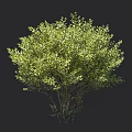 Lush Green Shrub Plant With Dense Foliage And Height Measurement Up To 125 Cm