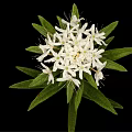 Blooming Lush Plant with White Flowers and Fresh Green Leaves