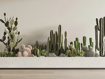 Various Potted Cacti and Succulents in White Rectangular Planter with Light Wall and Wooden Floor 3d model
