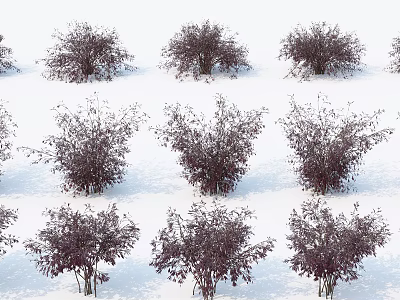 Diverse Shrub Varieties With Purple Foliage Arranged in Rows and Various Shapes 3d model
