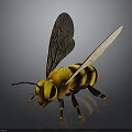 Yellow Black Striped Bee With Transparent Wings On Shiny Dark Background