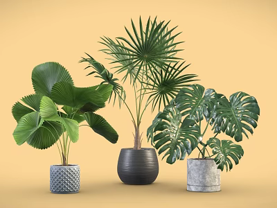 Decorative Indoor Potted Plants with Various Green Leaves and Stylish Planters 3d model