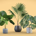 Decorative Indoor Potted Plants with Various Green Leaves and Stylish Planters