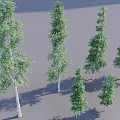 Green Foliage Trees With White Trunks Various Heights And Shadows In 3D Render 3d model