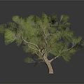 Various Trees In Different Growth States With Green Foliage And Bare Branches Scene