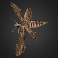 Butterfly 3d model