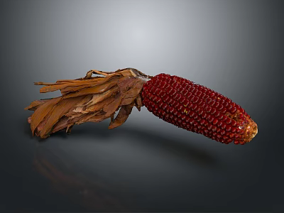 Red corn with dried husks on dark background showing natural texture and reflection 3d model