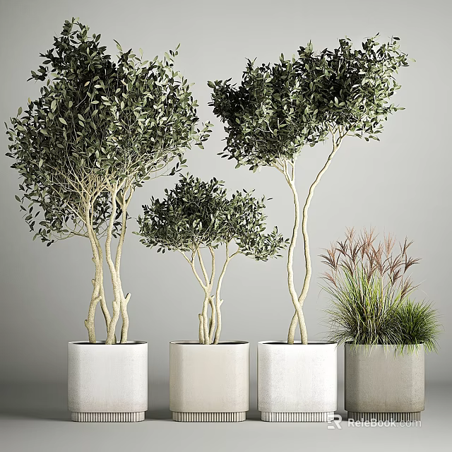 Elegant Garden Ornamental Plants With Multi Stemmed Leafy Trees White Planters And Grassy Foliage 3d model 