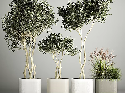 Elegant Garden Ornamental Plants With Multi Stemmed Leafy Trees White Planters And Grassy Foliage 3d model