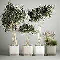 Elegant Garden Ornamental Plants With Multi Stemmed Leafy Trees White Planters And Grassy Foliage