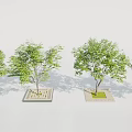 Green Leafy Trees In Square Tree Pit Design On Paved Ground Arrangement 3d model