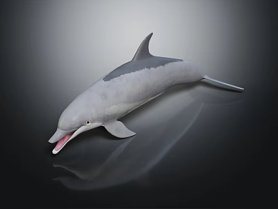 Realistic Gray Dolphin with Open Mouth on Dark Reflective Surface 3d model