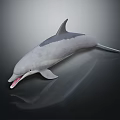 Realistic Gray Dolphin with Open Mouth on Dark Reflective Surface 3d model
