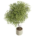 Lush Green Bonsai Plant with Dense Foliage in Modern Concrete Planter