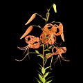 Orange Tiger Lily Plant with Recurved Petals Black Spots on Green Stem with Leaves