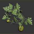 Fresh Striped Melons with Green Vines and Leaves on Blue Background with Reflection