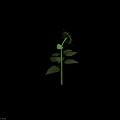 Beautiful Sunflower Plant with Green Stem Fresh Leaves Yellow Petals and Brown Center