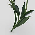 Fresh Blooming Pink Lilies with Green Stems Leaves and Unopened Bud