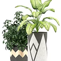 Bonsai Potted Plants with Various Green Foliage Geometric Patterned Black White Gold Pots Wooden Stands