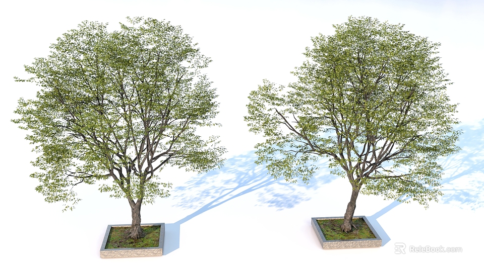 Two Arbor Trees in Square Planters with Green Leaves and Shadows on White Background 3d model 