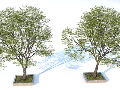 Two Arbor Trees in Square Planters with Green Leaves and Shadows on White Background 3d model