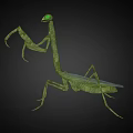 Modern mantis insect mantis reptile 3d model