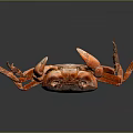 Red Crab With Bright Red Shell And Extended Claws On Dark Background With Reflection 3d model