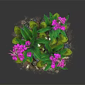 Vibrant Plant With Green Leaves Pink Flowers Small Leaves And Soil
