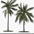 Tall Green Palm Trees With Lush Fronds And Straight Trunks Isolated 3d model