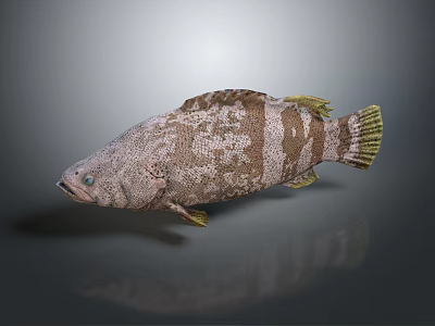 Brown and white striped fish with yellow fins on gray background showing reflection 3d model