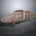 Brown and white striped fish with yellow fins on gray background showing reflection