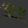 Green Leafy Plant With White Flowers And Buds On Branch Against Dark Background