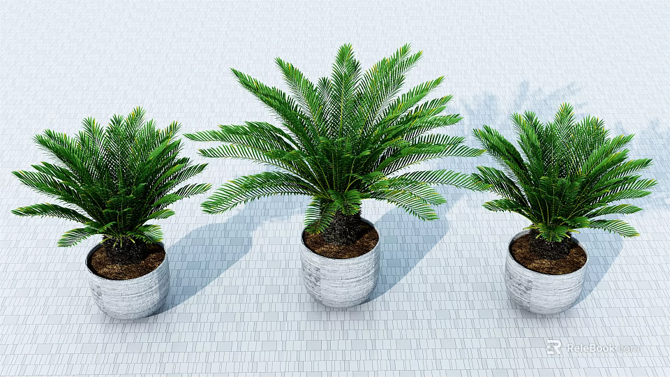 Three Healthy Sago Palm Bonsai Plants in White Pots on Light Brick Floor 3d model 