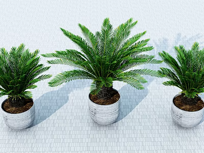 Modern Potted Plant 3d model
