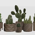 Various Cactus Plants In Decorative Wooden And Woven Texture Pots For Indoor Decoration
