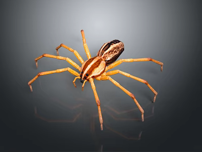 Yellow Striped Spider With Long Legs And Detailed Body On Dark Background 3d model