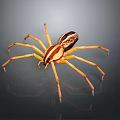 Yellow Striped Spider With Long Legs And Detailed Body On Dark Background