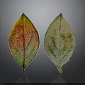 Healthy And Unhealthy Plant Leaves With Vibrant And Dull Color Patterns