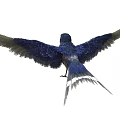 Colorful Bird With Spread Wings Blue Head Red Chest And Brown Feathers