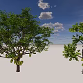 Jackfruit Trees With Lush Green Leaves And Ripe Fruits Under Blue Sky And White Clouds