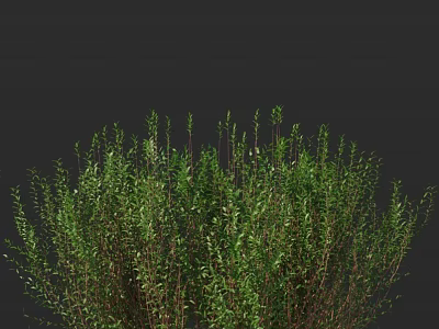 Vibrant Green Shrub with Lush Foliage and Slender Branches in Natural Setting 3d model