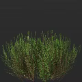 Vibrant Green Shrub with Lush Foliage and Slender Branches in Natural Setting