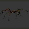 Brown Spider With Long Legs Isolated On Gray Background Detailed View